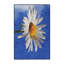 Tapis bleu Daisy-1679756347