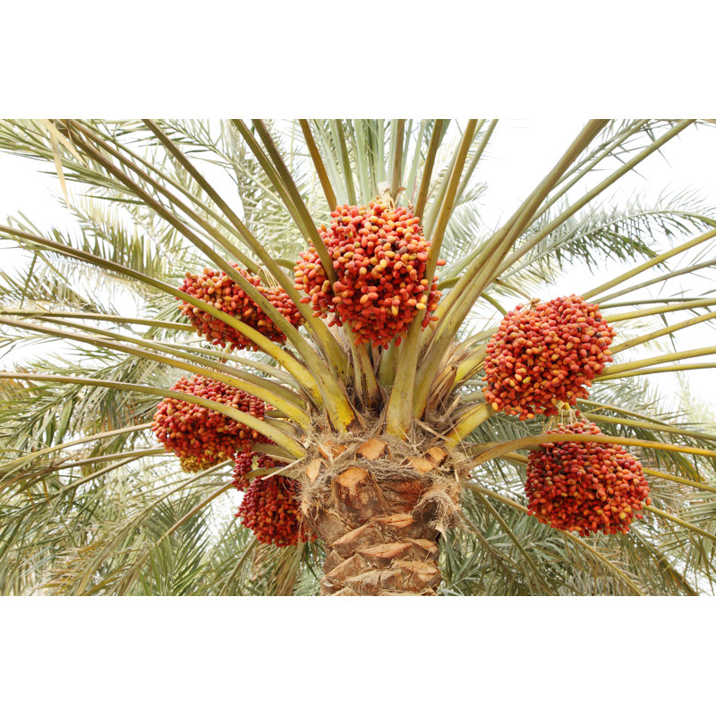 Khalal Dates In A Tree by Aksphoto - Wrapped Canvas Print, 51cm H x 76cm W