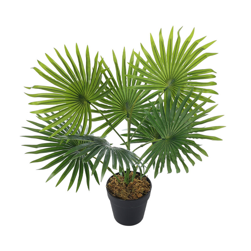 Plant, 65cm H x 50cm W x 50cm D