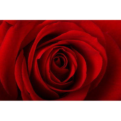 Bobetta " Red Rose " by Klikk