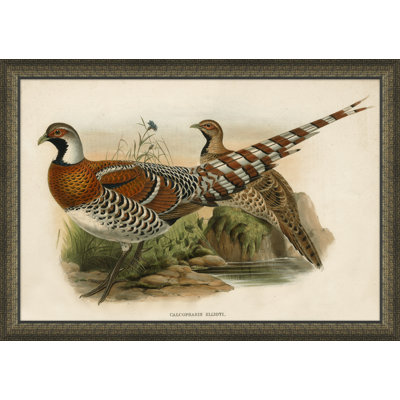 " Gould's Pheasents " by Soicher Marin Archives