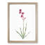 Bugle Lily in Pink by Pierre-Joseph Redoute - Picture Frame Art Print-55513309-55513317