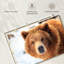 Regard d'ours grizzly-107703629