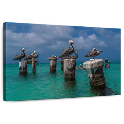 Pelicans In Venezuela