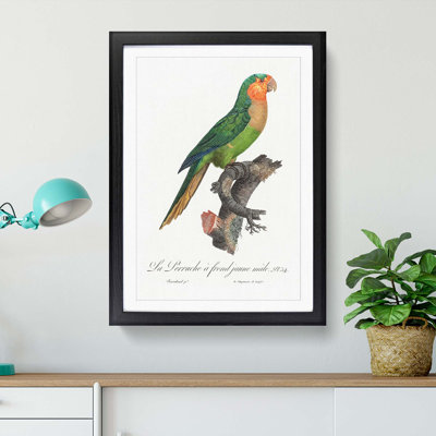 Yellow-Headed Amazon Parrot by F. Levaillant - Picture Frame Graphic Art Print