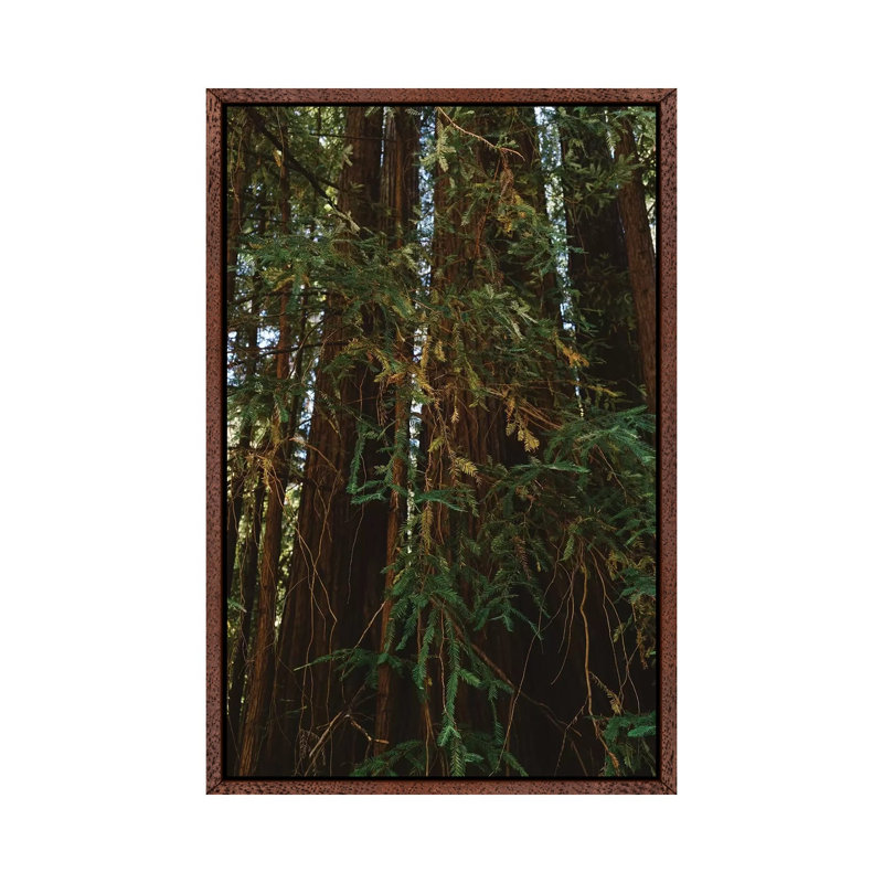 Redwood Forest V by Bethany Young - Print on Canvas, Classic Brown Wood Framed, 101.6cm H x 66.04cm W x 3.81cm D