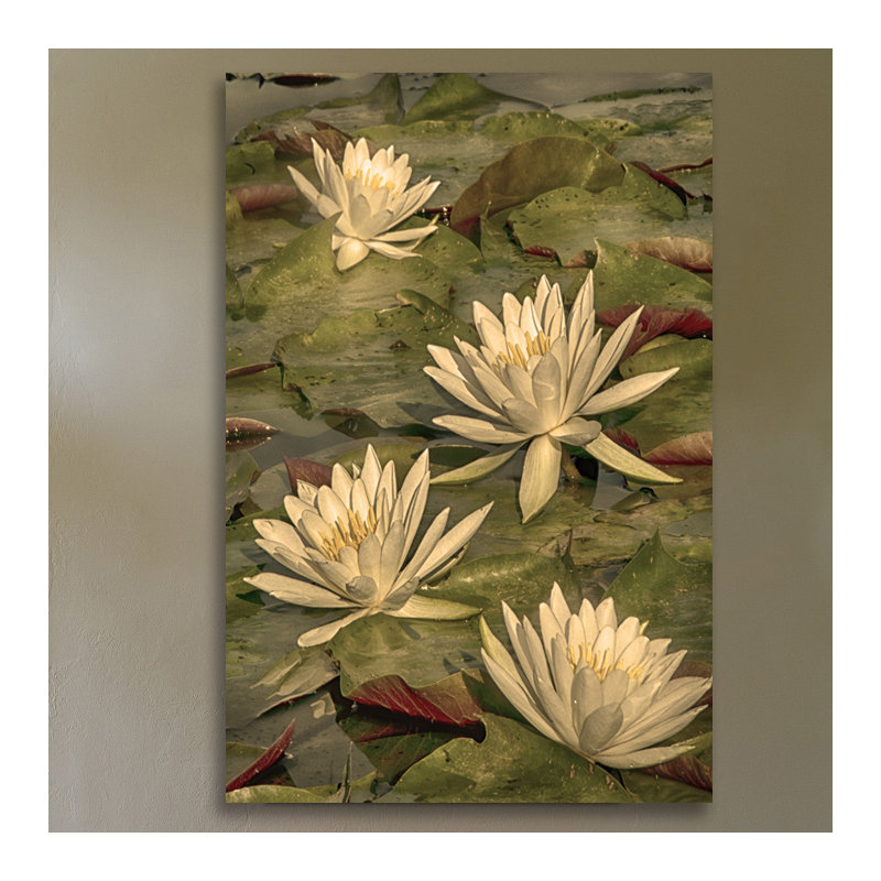 Dano - Wrapped Canvas Print, 46cm H x 30cm W x 4cm D