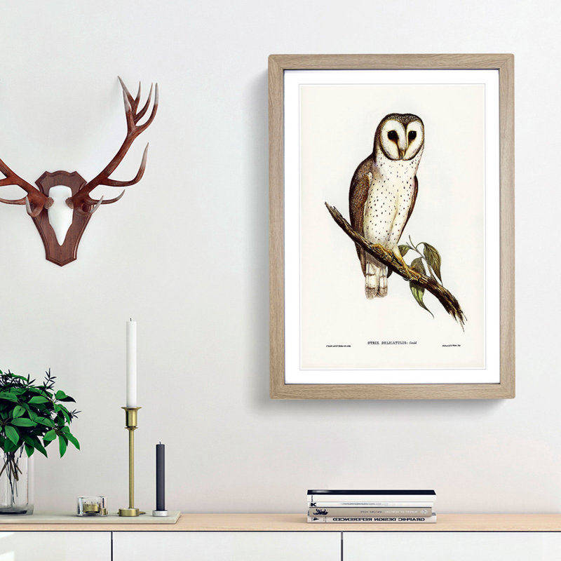 Delicate Owl by Elizabeth Gould - Picture Frame Painting Print, Oak Framed, 65cm H x 48cm W x 2cm D