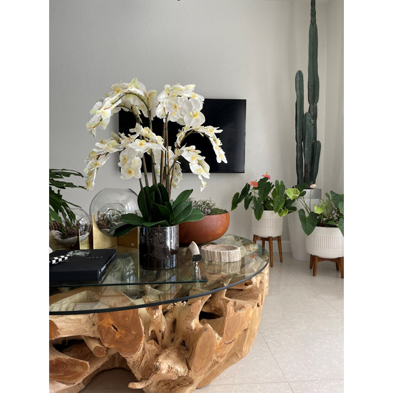 Orchid Arrangement in Vase, White