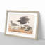 Golden Plover Birds by John Audubon - Framed Print-55620949-55620950