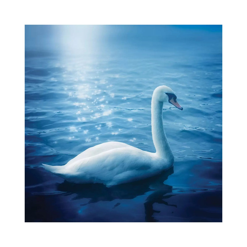 Swan And Starbursts - Wrapped Canvas Print, 45.72 cm H x 45.72 cm W x 3.175 cm D