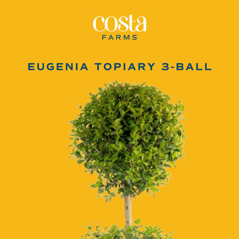 Topiary in Nursery Pot