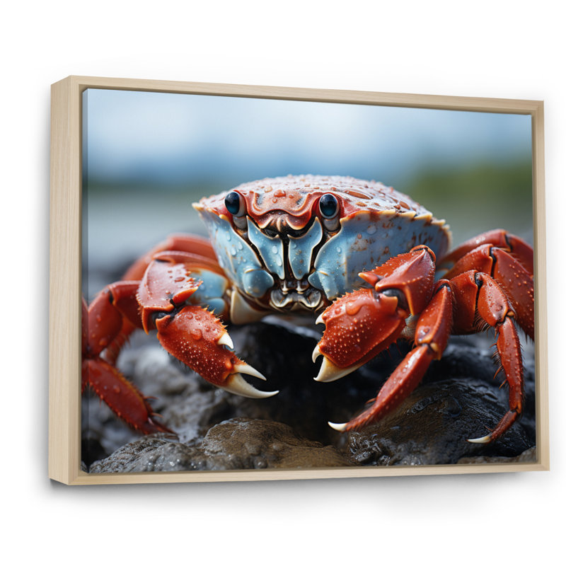 Crab Coastal Guardian sur toile, H 16 po x l 32 po, Cadre naturel flottant