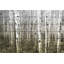 « aspen highland » par parvez taj,, reproduction d’art sur bois blanc