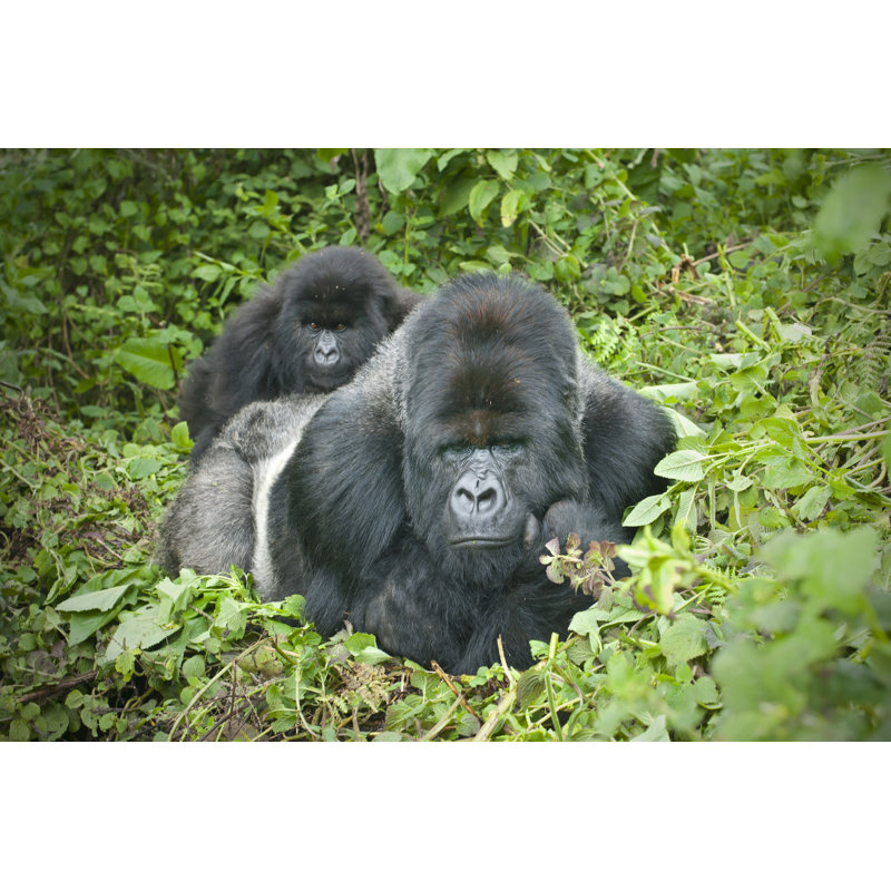 Silverback Gorilla by Guenterguni - Wrapped Canvas Print, 30cm H x 46cm W x 3.8cm D