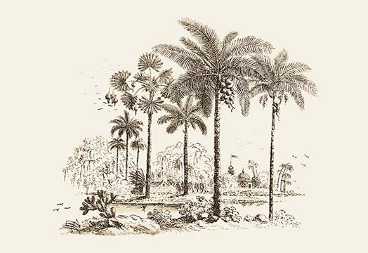 « palm trees » par baron de montalemert, impression