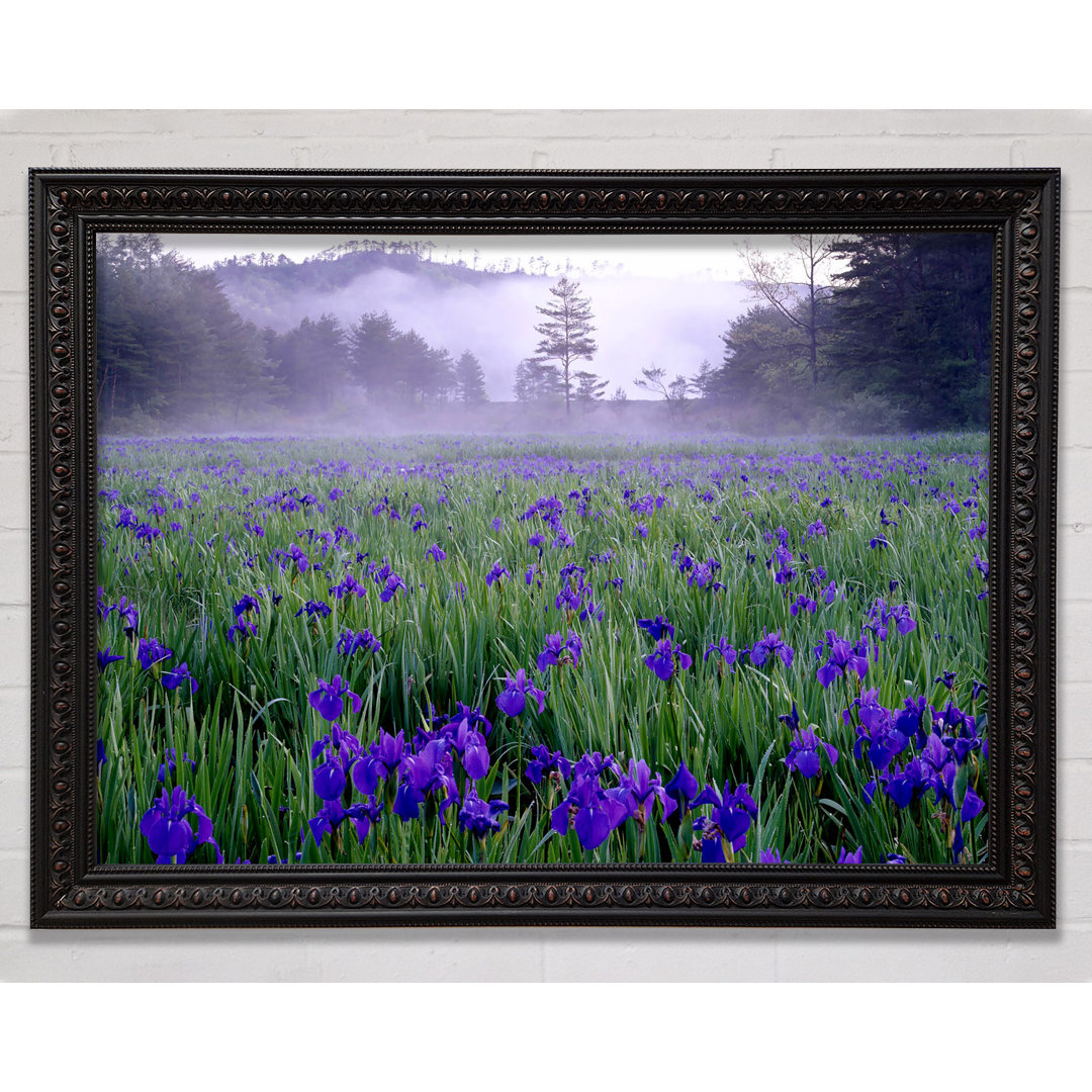 Bluebell Mist - Druck