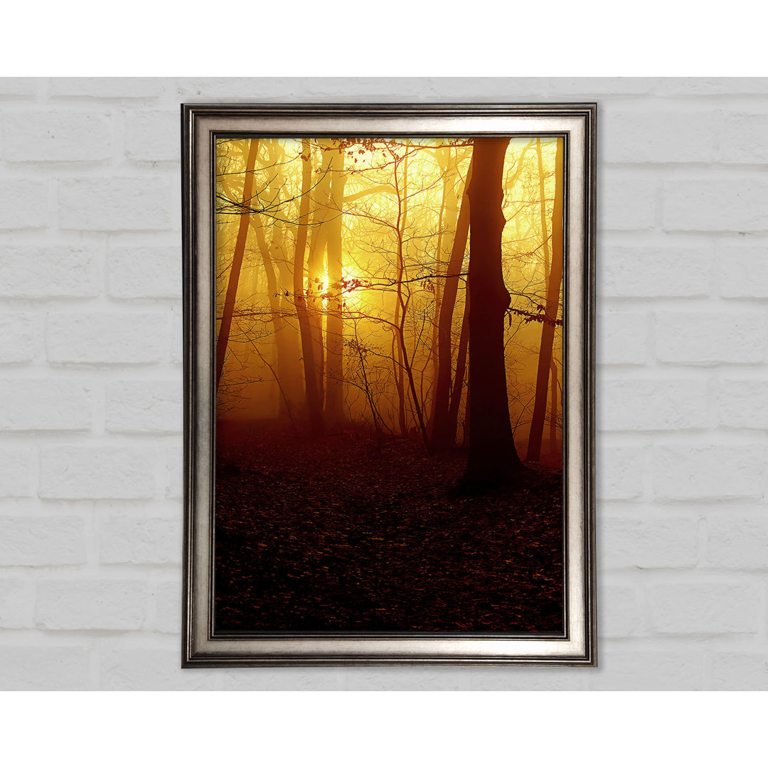 Golden Forest At First Light - Einzelner Bilderrahmen Kunstdrucke