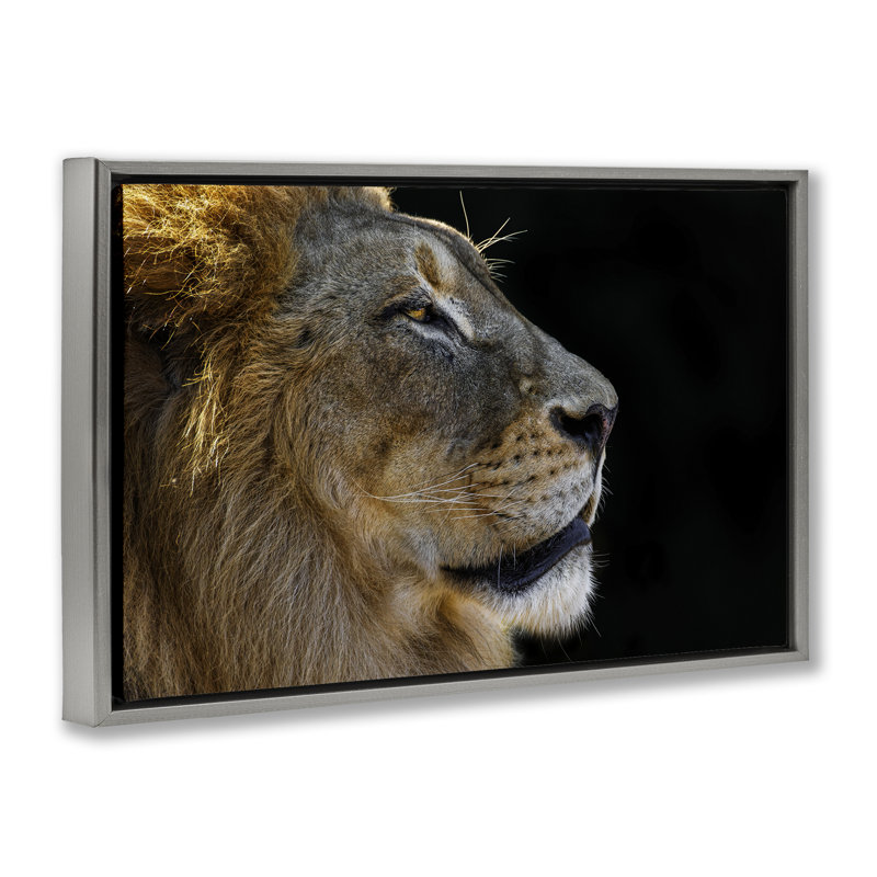 Toile flottante encadrée dorée «Fierce Lion Look Right» par Danita Delimont, Gris, H 21 po x l 31 po