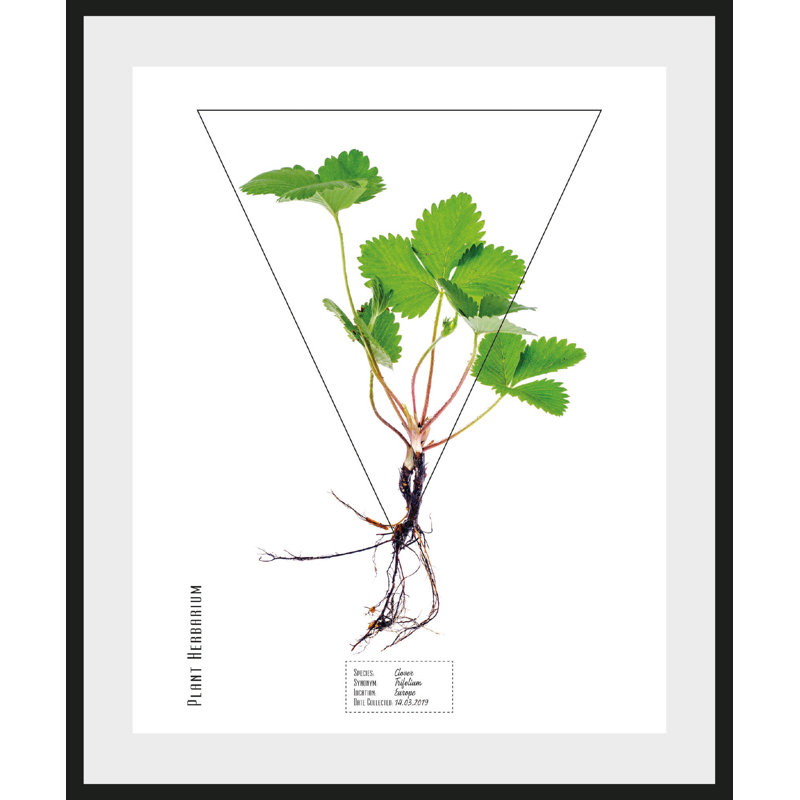 Plant - Single Picture Frame Print, 60 cm H x 50 cm W