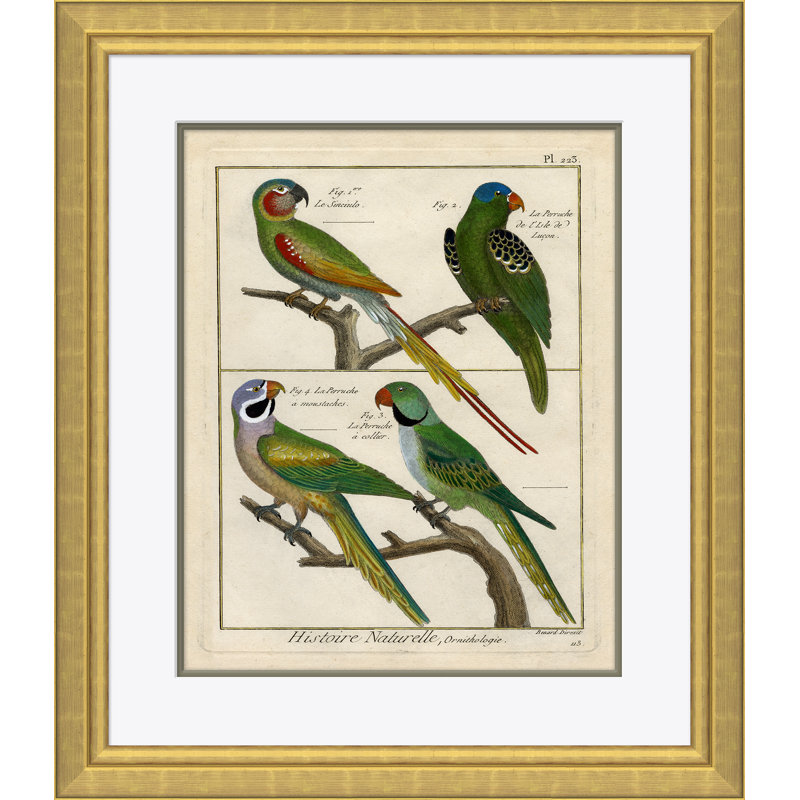 18th Century Parakeet Engravings Giclee Print by Soicher Marin Archives