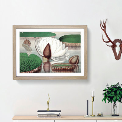 Gigantic Water Lily in Bloom by William Sharp - Picture Frame Painting Print