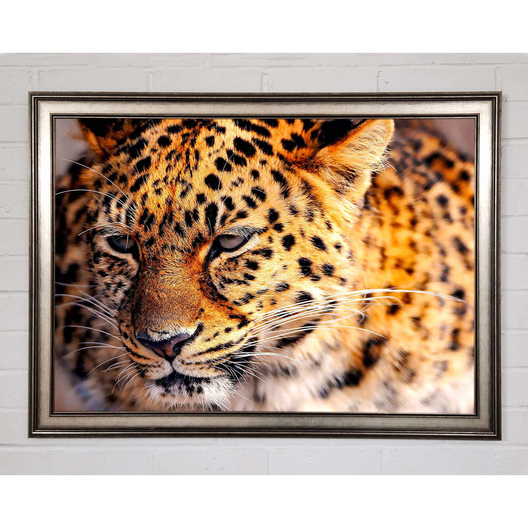 Leopard Close Up - Einzelner Bilderrahmen Kunstdrucke