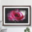 Pink Rose Flower Vol.7 - Picture Frame Graphic Art-62803973-62803974