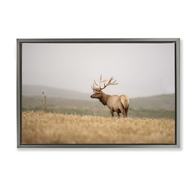  Photographie flottante «Tule Elk» par Crystal Lynn Collins