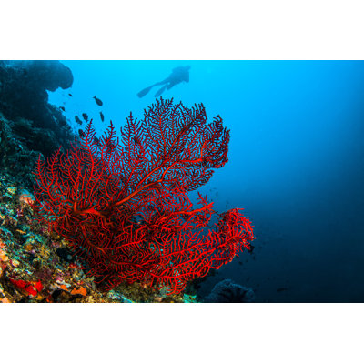 Octo Coral by Atese - Wrapped Canvas Print