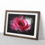 Pink Rose Flower Vol.7 - Picture Frame Graphic Art-62803972-62803973