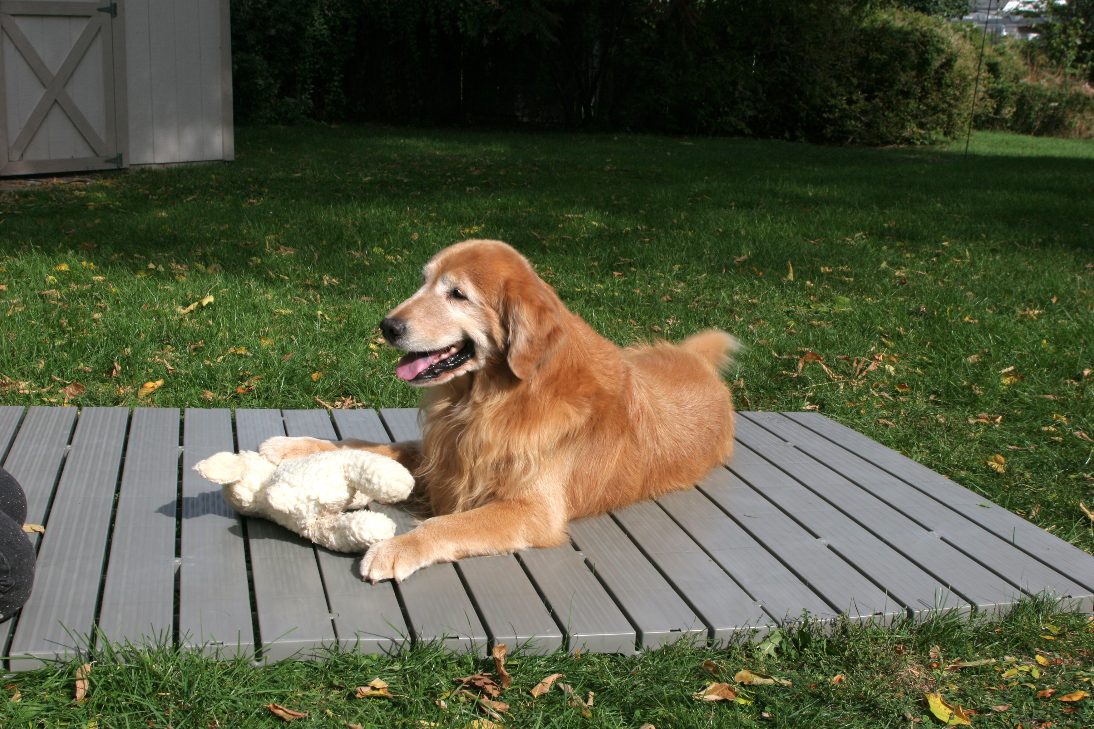 The Kennel Deck et Commentaires Wayfair Canada