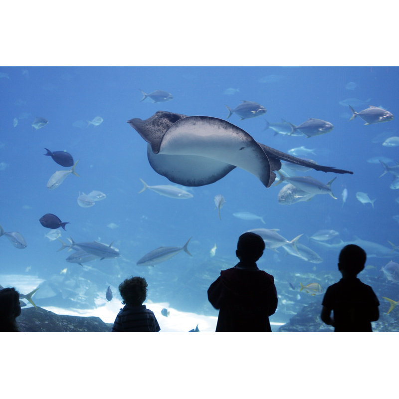 Aquarium by Nredmond, 20'' H x 30'' W