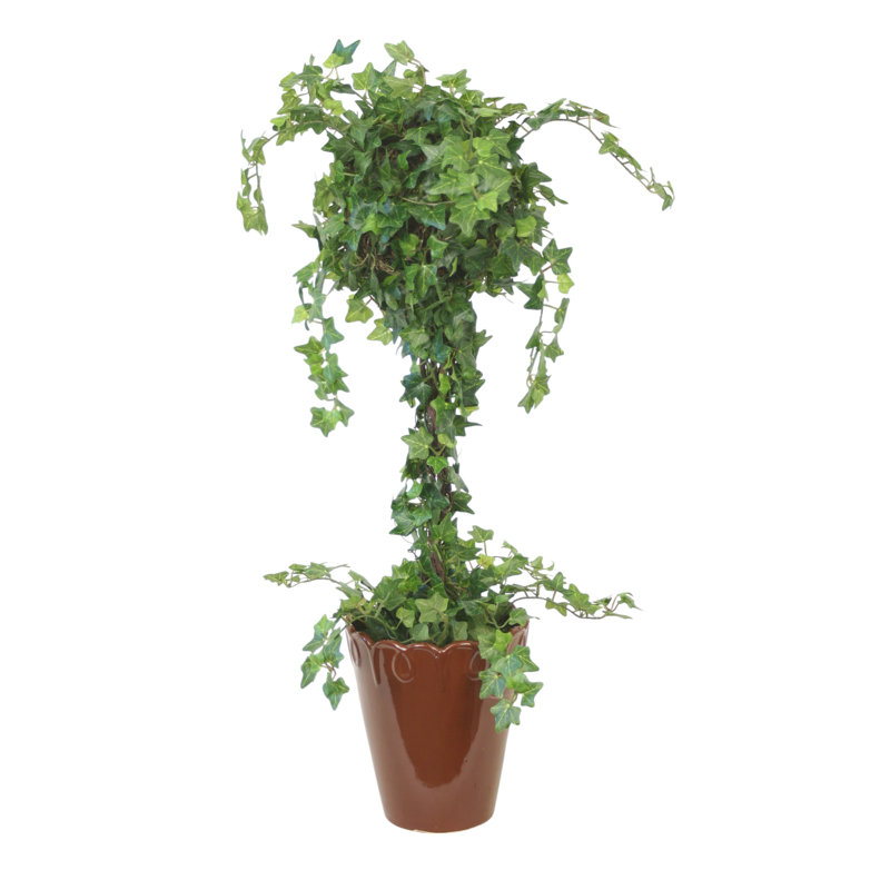 Mini Ivy Topiary in Scrolled Pot