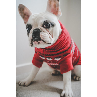 French Bulldog 1 Piece Wrapped Canvas Wall Art