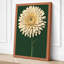 Cream Gerbera Study Botanical - Wrapped Canvas-197000639-197000636