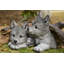 Statue de loups cachés