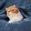 Couvertures douillettes et douillettes pour lit, canapé, canapé, voyage, camping-111074327-111074328