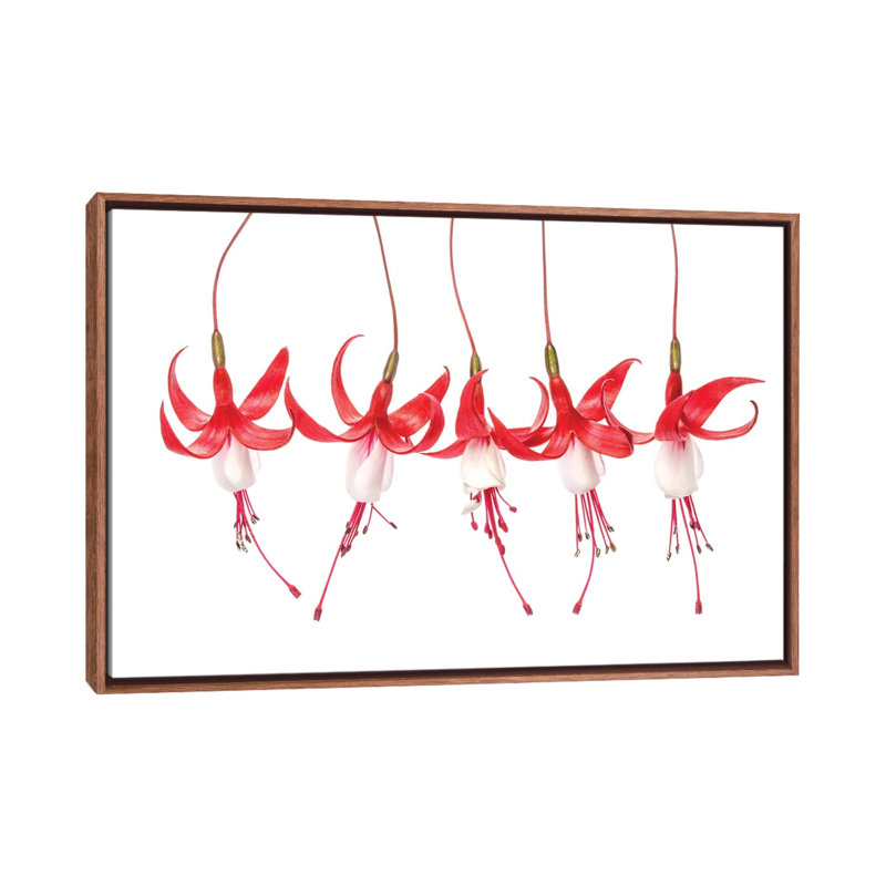 Fuchsia by Mandy Disher - Floater Frame Print on Canvas, Brown, 66.04 cm H x 45.72 cm W