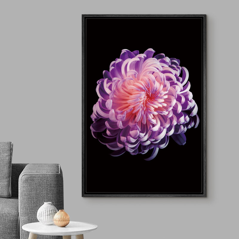 «A Delicate Blooming Chrysanthemum With Many Petals» - Photographie à cadre flottant sur toile, Cadre noir