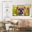 Bouledogue anglais Brampt jouant-108095446