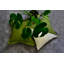 Square Cushion Cover-35855731-35855748