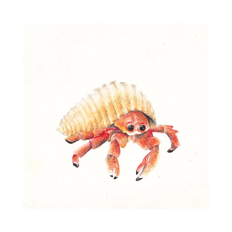 Hermit Crab by Wandering Laur - Wrapped Canvas Painting, 30.48 cm H x 30.48 cm W