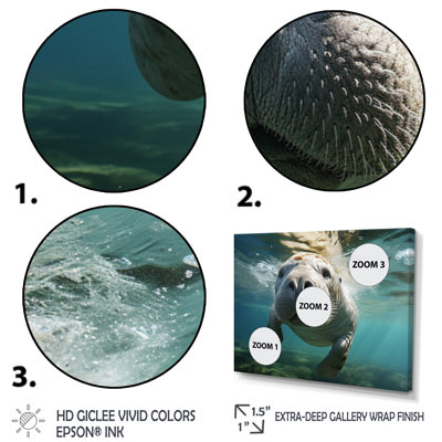 Turquoise Grey Manatee Portrait - Manatee Canvas Prints
