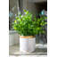 Eucalyptus artificiel 6,5 po en pot