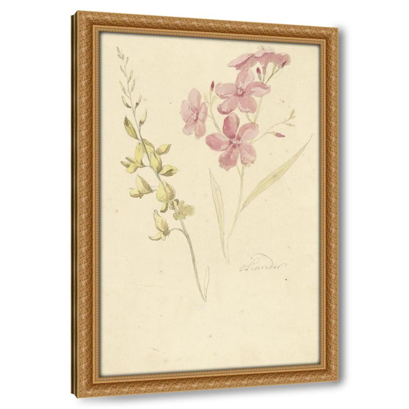 Oleander en brem (1677 - 1755), H 30 po x l 26 po