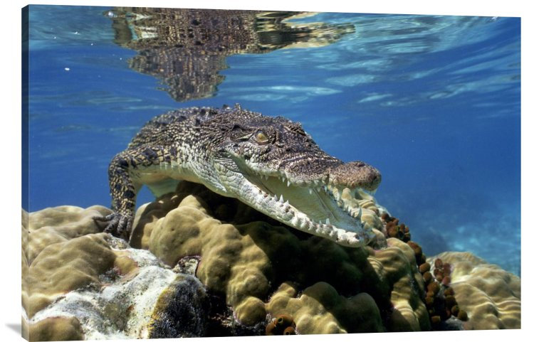 " Saltwater Crocodile Underwater, South Australia ", 24" H x 36" W, Black Framed