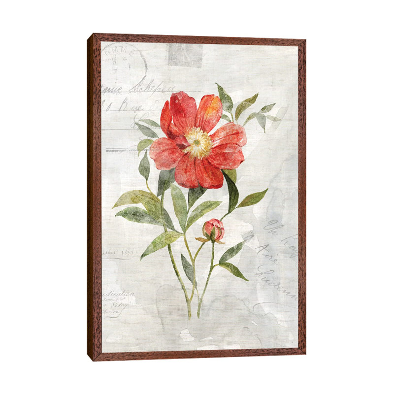 Linen Peony by Carol Robinson - Print on Canvas, Classic Brown Wood Framed, 66.04 cm H x 45.72 cm W