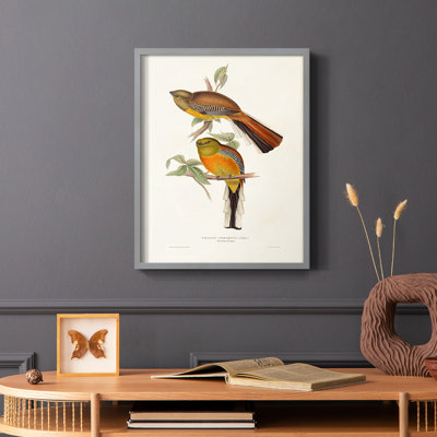 Elegant Trogons II Framed Print - Solid Wood