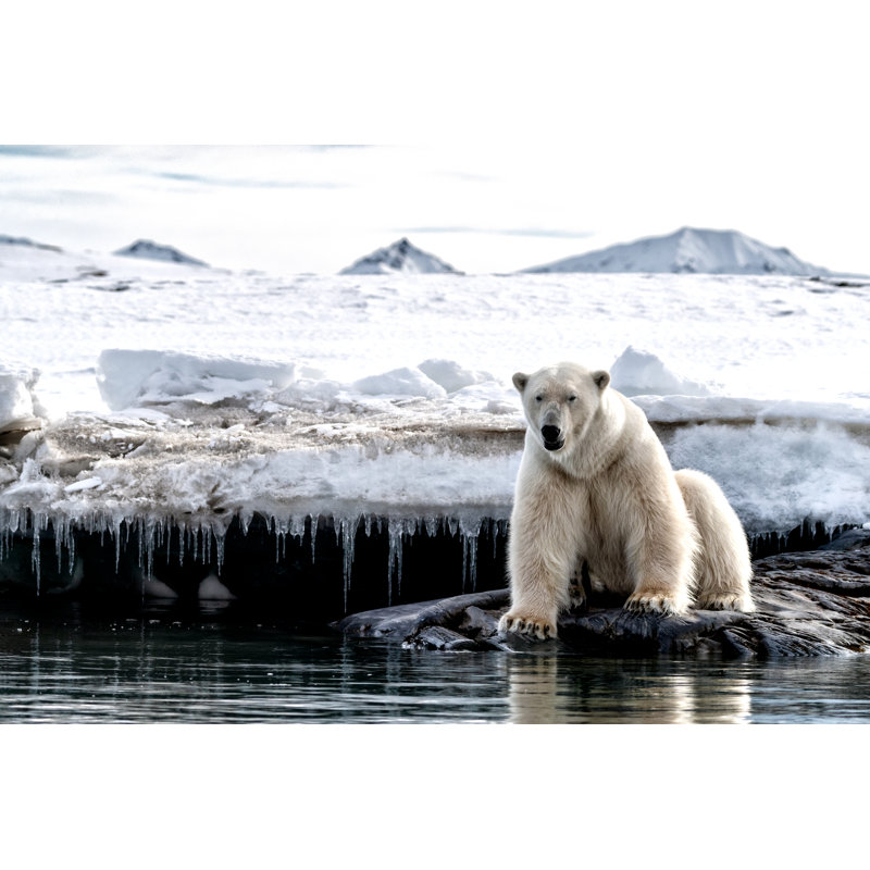 Adult Male Polar Bear At The Ice Edge In Svalbard by Rixipix - Wrapped Canvas Print, 61cm H x 91cm W